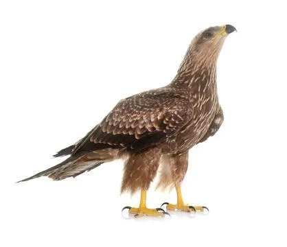 Common buzzard in studio Foto stock