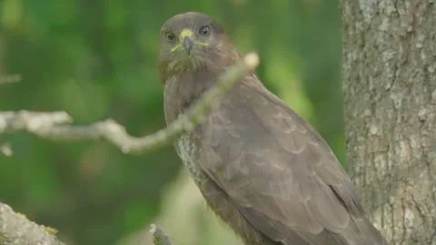 Common buzzard taking off from branch, bird of prey flying from tree close up Stock Footage 344202702