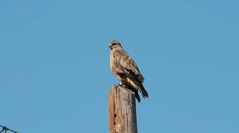 Common Buzzard taking off, Buteo buteo Video stock 31826821