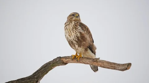 Common buzzard on a tree Stock Footage 101259664