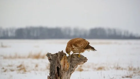 Common buzzard on a tree Stock Footage 101259950
