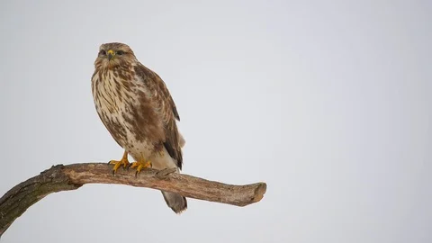 Common buzzard on a tree Stock Footage 101261028