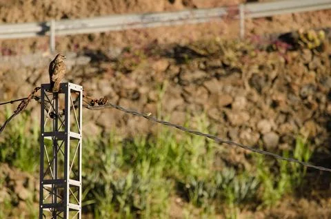 Common buzzard on a utility pole. Stock Photos