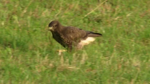 Common buzzard walking across meadow Stock Footage 312202944