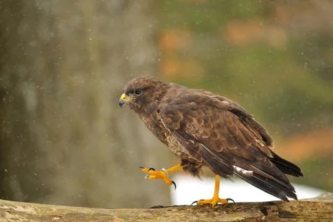 Common Buzzard walking on branch when it is snowing Stock-Fotos