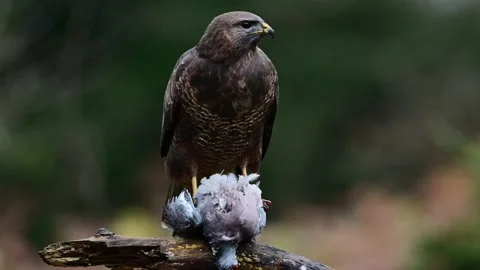 Common buzzard watch and eating a dead wood pigeon in the rain Stock Footage 204999587