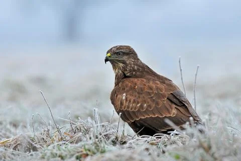 Common buzzard in winter Foto stock
