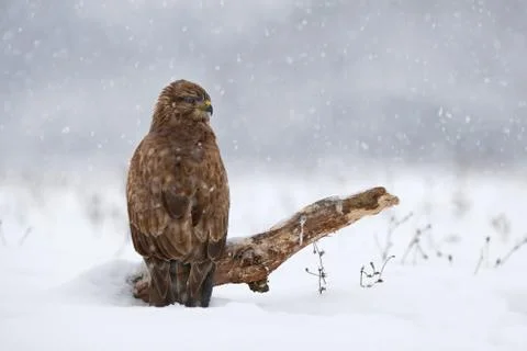Common buzzard in winter Stock Photos