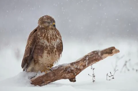 Common buzzard in winter Stock Photos