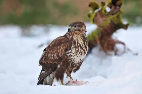 Common buzzard in winter Foto stock