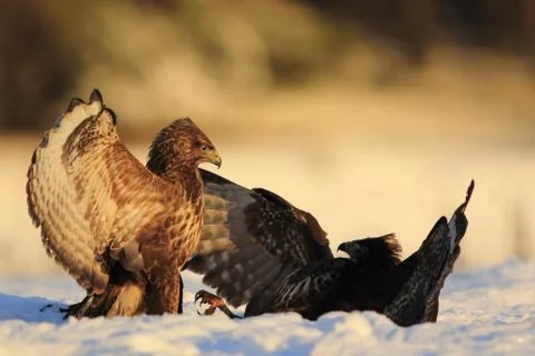 Common Buzzards Buteo Buteo Fighting In The Snow Stock Photos