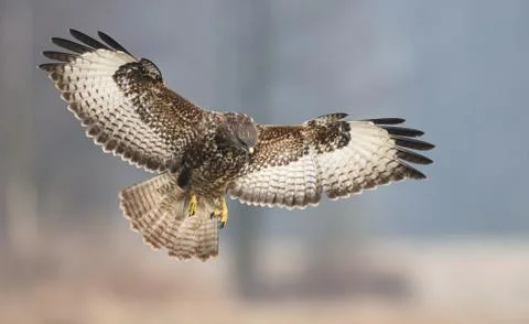 Common buzzards (Buteo buteo) Stock Photos