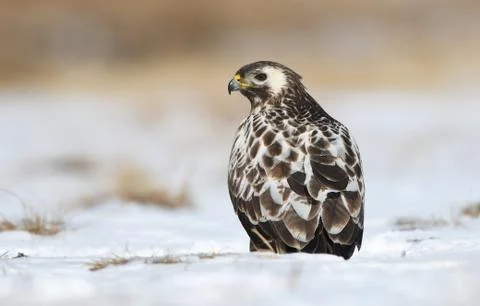 Common buzzards (Buteo buteo) Stock Photos