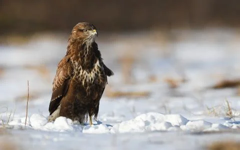 Common buzzards (Buteo buteo) Stock Photos