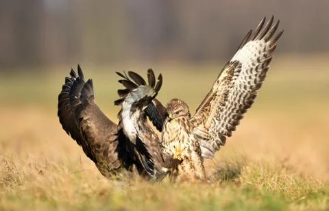 Common buzzards (Buteo buteo) Foto stock