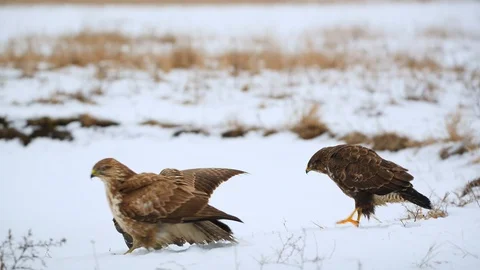 Common buzzards fighting on the snow Stock Footage 101260867