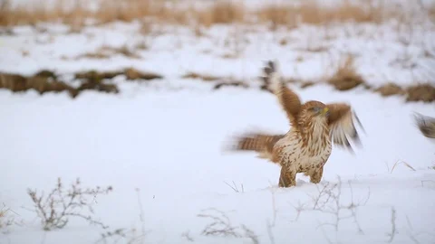 Common buzzards fighting on the snow Stock Footage 101260896