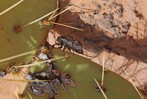 Common Cactus Dodger Stock Photos