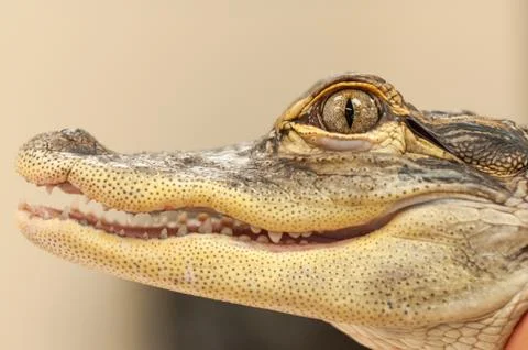 Common Caiman Closeup Stock Photos