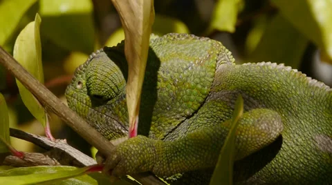 Common Camaleon Stock Footage 35281470