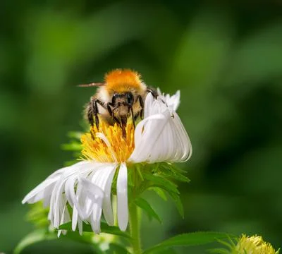 Common carder bee pollinating on an aster flower Stock Photos