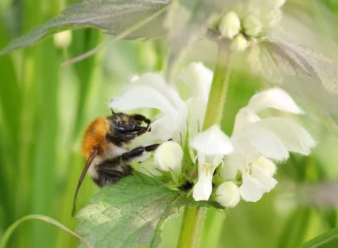 A Common Carder Bee (a type of Bumblebee, Bombus pascuorum) on nettle flowers Stock Photos