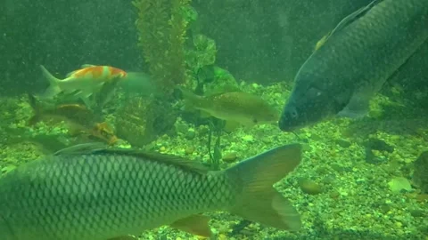 Common carp and bright koi fish swimming in a green-tinted freshwater aquarium Vídeos de archivo 335041863