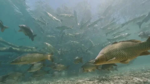 Common carp (Cyprinus carpio) and grass carp (Ctenopharyngodon idel 動画素材 315288124