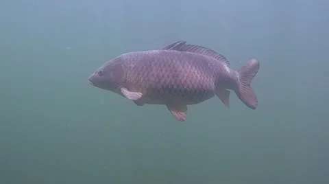 Common carp , cyprinus carpio Stock Footage 56524102