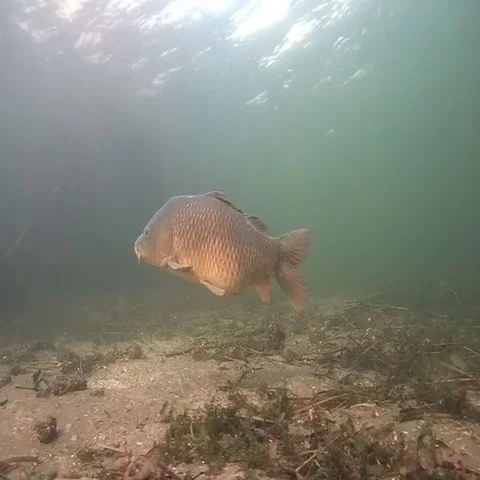 Common carp , cyprinus carpio Stock Footage 69491558