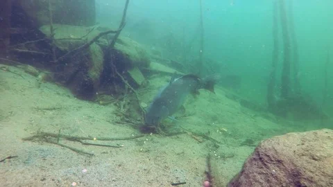 Common carp (cyprinus carpio) Stock-Footage 84096595