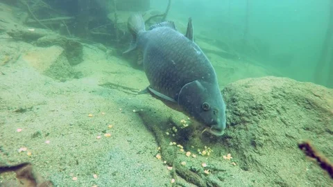 Common carp (cyprinus carpio) Stock-Footage 84194924