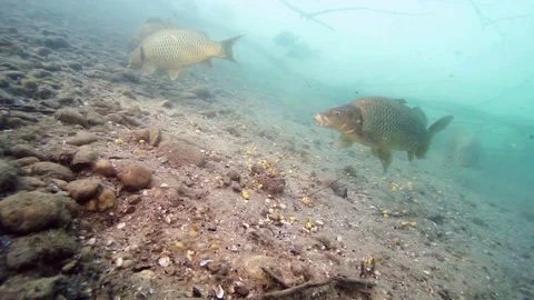 Common carp (cyprinus carpio) Stock-Footage 86763227