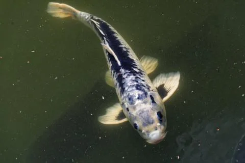 Common carp (Cyprinus carpio) Stock Photos