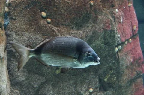 The Common Carp (Cyprinus Carpio) Foto stock
