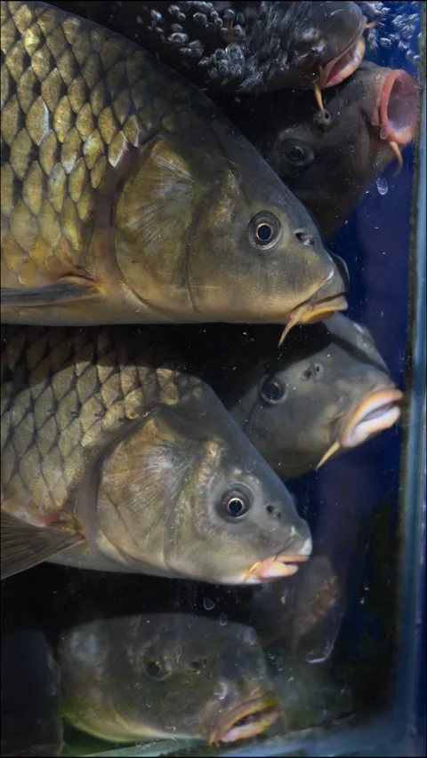 Common Carp (Cyprinus carpio) Swimming in Aquarium. Freshwater Food Fish. 4K Stock Footage 339416261