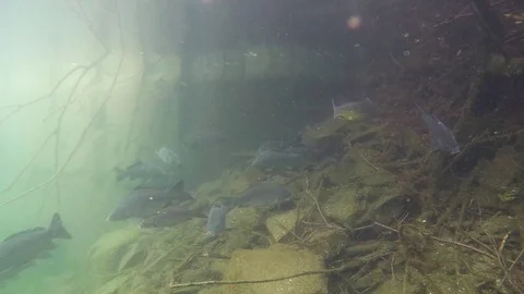 Common carp, cyprinus carpio, underwater Video stock 87348795