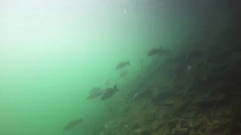 Common carp, cyprinus carpio, underwater Video stock 87349660