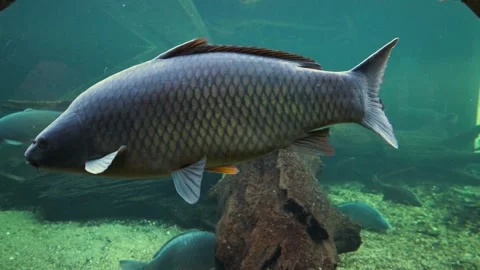 Common carp (Cyprinus carpio), a widely distributed freshwater species inha.. Vídeo Stock 338027679
