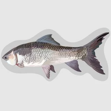 Common Carp fish isolated realistic hand drawn vector and illustrations Stock Illustration