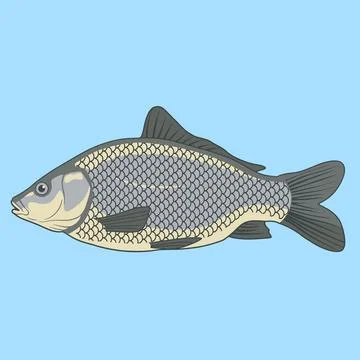 Common Carp Fish Side View Vector Illustration Stock Illustration
