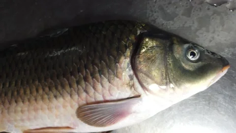 Common carp fish on steel top Stock Footage 222013800