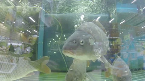 Common Carp Stock Footage 35188872