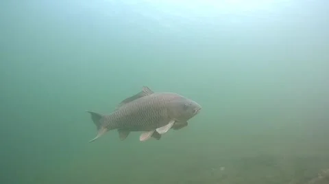 Common carp Stock Footage 47858904