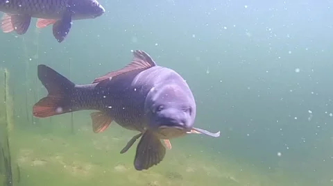 Common carp Stock Footage 47983991