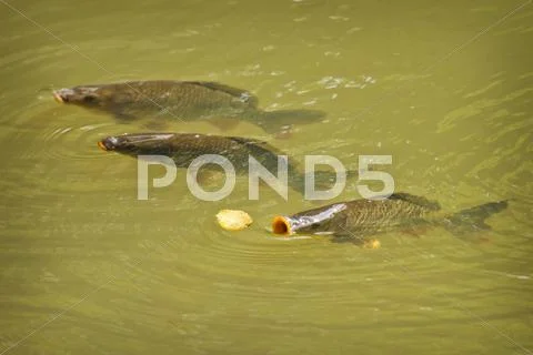 Common carp gaping at surface Stock Photos