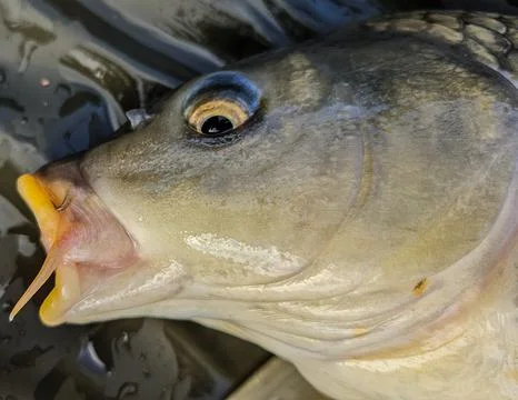 Common Carp head Stock Photos