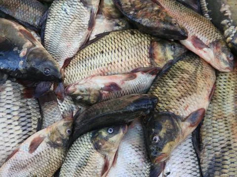 Common carp Stock Photos