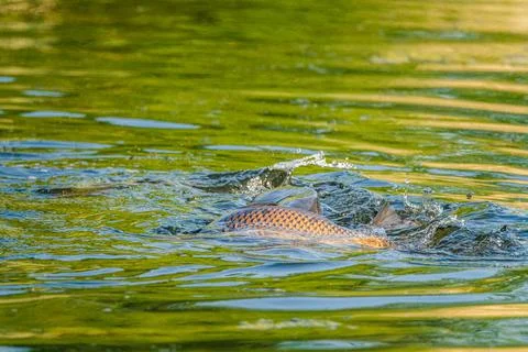 Common carp spawn in the spring and early summer in shallow waters Stock Photos