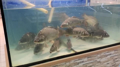Common carps swims in fish tank Stock Footage 252737553